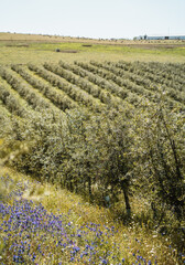 Vertical photo of line of Intensive olive trees plantation, young plants in Spain, ecological plantation, biodynamic agriculture.