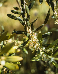 Olive flower branch close up in a tree plantation, young plants, ecological plantation, biodynamic agriculture