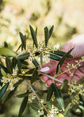 A hand with olive flower branch close up in a tree plantation, young plants, ecological plantation, biodynamic agriculture