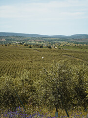 Fototapeta na wymiar Vertical photo of line of Intensive olive trees plantation, young plants in Spain, ecological plantation, biodynamic agriculture.