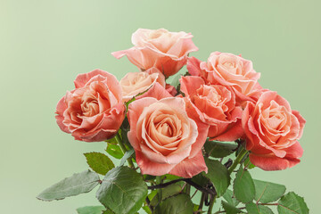 A bouquet of roses in vase on a pastel green background. Blooming flowers, festive concept