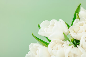 Obraz premium A bouquet of white tulips on a pastel green background. Blooming flowers, festive concept