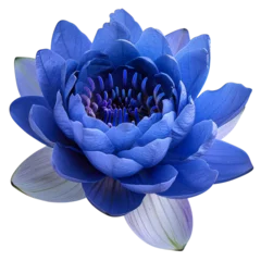 Foto op Canvas blue water lily © Anum