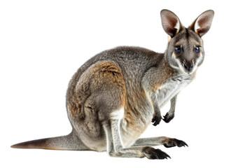 Wallaby Marsupial isolated on transparent background