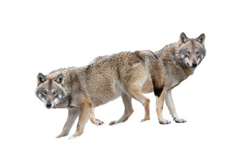  wolf and she-wolf isolated on white background.