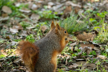 Naklejka na ściany i meble red squirrel in the park