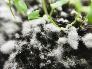 white mold covers the soil with growing young shoots