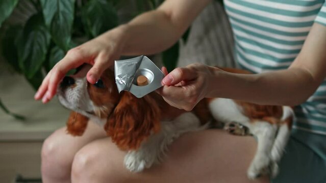 A woman opens a package of veterinary medication for dogs against parasites, ticks, and fleas. Insectoacaricidal agent. Cavalier King Charles Spaniel