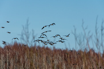 Birds are flying, view form back, the forest can be seen in the background.