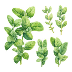 Watercolor drawing clipart of set oregano plant, isolated on a white background, Illustration painting, oregano vector, drawing, design art, clipart image, Graphic logo
