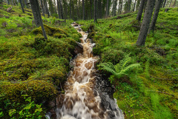 Small waterfall in a lush green fir forest in Sweden
