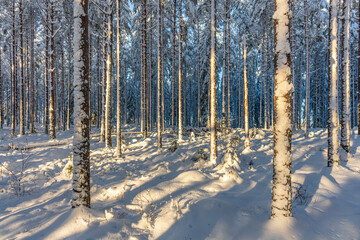 Sunlight on a pine and fir forest covered in snow
