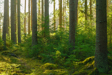 Beautiful fir tree forest in Sweden