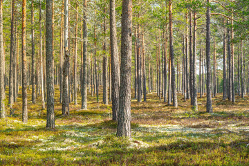 Beautiful pine forest in northern Sweden