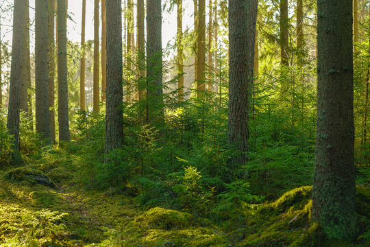 Beautiful fir tree forest in Sweden
