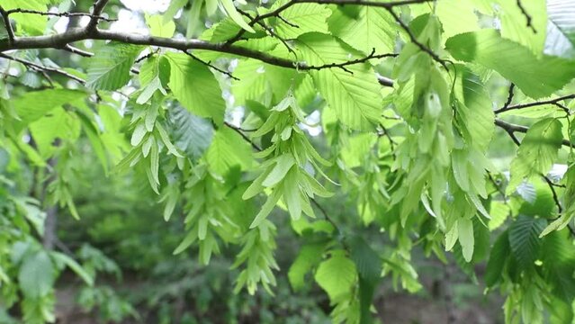 Branche d'orme avec des feuilles et des graines balancés par le vent