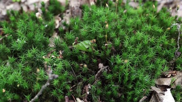 Lit de mousse de sous-bois dans une for&ecirc;t au printemps