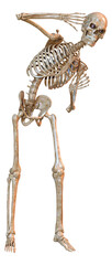 3D Rendering Human Skeleton on White