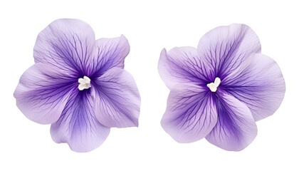 purple flowers top view isolated on transparent background cutout