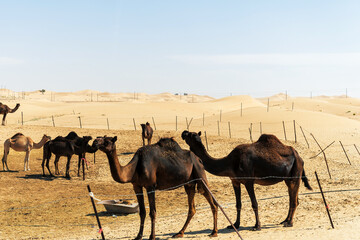 A herd of camels deep in the sands of the Arabian desert. Nature and animals theme backgrounds