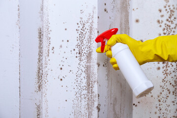 Cleaning the wall with the help of a sprayer from spots of toxic mold and fungus bacteria. Concept of eliminating the problem of mold indoors on the walls - obrazy, fototapety, plakaty
