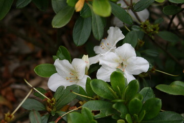 white flowers