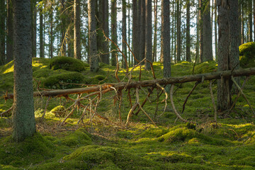 Fallen tree in an old elvish forest in Sweden