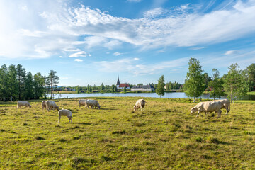 Herd of white cows grazing in a green summer field just by a lake in Sweden
