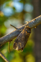 Large goat moth sitting on a branch in evening sunlight