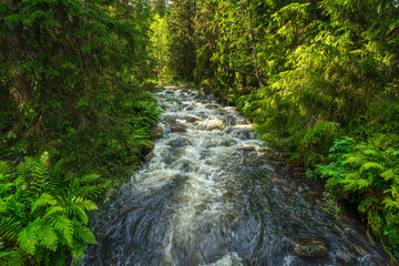 Flushing stream in a lush green fir forest in Sweden