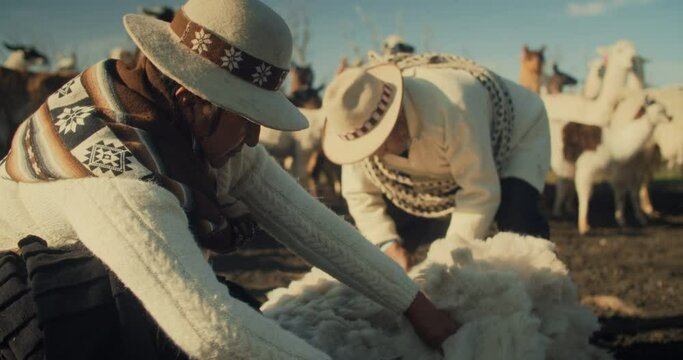 Alpaca Shepherds Shearing the wool