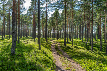 Old road passing through a sparse  pine forest in Sweden