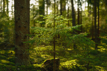 Small fir tree growing in an old elvish forest in Sweden