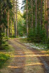 Small road in a pine and fir forest in Sweden