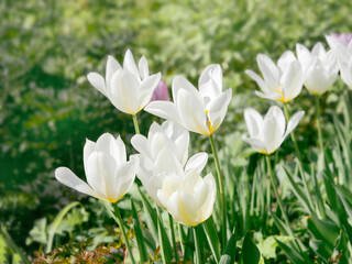 White lily tulips blooming in a park, decorative spring flowers, sunny day, closeup floral background