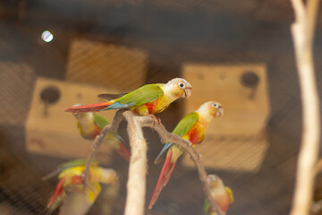 Several Green Cheek Yellow parrots perched on a branch. in the zoo in Thailand