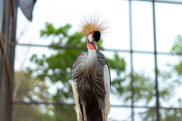 close up West African Crowned Crane with beautiful crown in a sunny day with black background