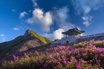 Fototapeten spring view of pink azalea flowers at Hwangmaesan Mountain with the background of sunlight mountain range near Hapcheon-gun, South Korea. © panyaphotograph
