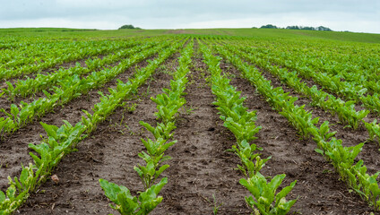 Fototapeta na wymiar rows of fresh sugar beet leaves in the field, beginning of the season