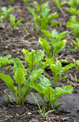 young sugar beet leaves in the field, on the ground with straw after the rain