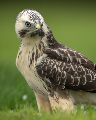The common buzzard (Buteo buteo) is a medium-to-large bird of prey which has a large range. A...