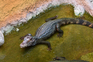 Caïman de Cuvier (Paleosauchus palpebrosus)
