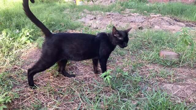 Black cat walking in the grass