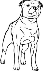 Standing English Staffordshire Bull Terrier. Staffy dog. Beautiful vector black sketch, drawing, illustration, graphic, logo, icon, label.	
