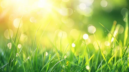 Fotobehang Spring background with green grass and sun light bokeh © AbGoni