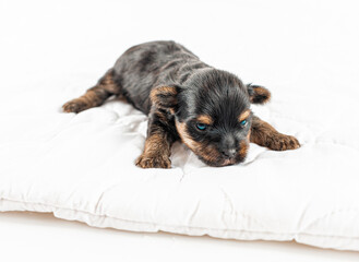 A small puppy is laying on a white blanket. The puppy is brown and black and has blue eyes