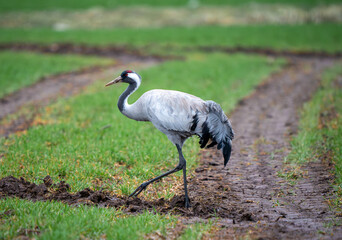 The common crane (Grus grus), also known as the Eurasian crane