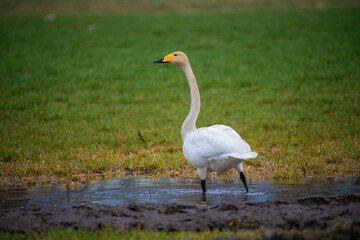 Cygnus cygnus with the common name Whooper Swan standing in a puddle in a crop field.