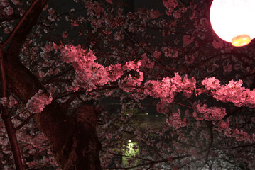 木更津　太田山公園の夜桜