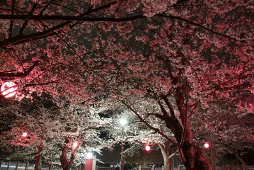 Fotobehang 木更津　太田山公園の夜桜 © Katsutoshi